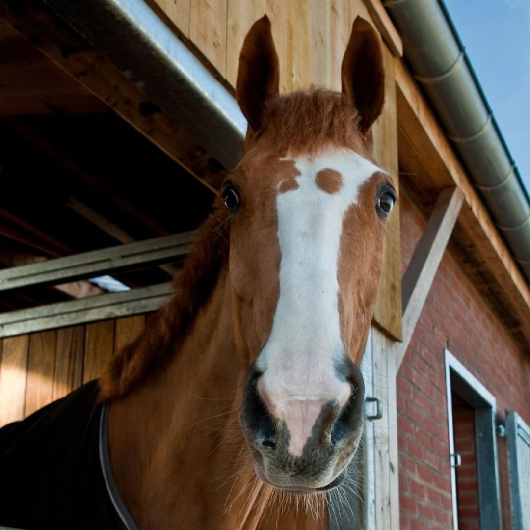 Cirkulácia vzduchu v stajni - je vetranie naozaj dôležité